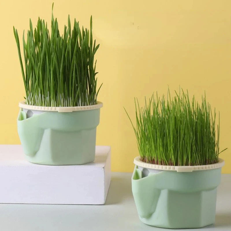 Pet Cat Sprout Dish Growing — Swuffy