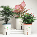 Double Layer Self Watering Hydroponics — Swuffy