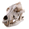 Nuvora Resin Wolf Skull Decoration Wolf Skull Model — Nuvora
