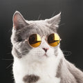 Cat Glasses Small Cat Glasses — Swuffy
