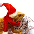 Bearded Dragon Christmas Hat — Swuffy