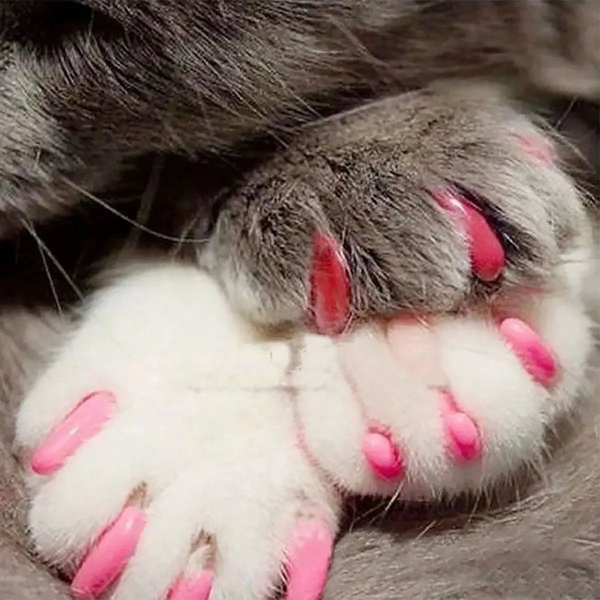 Dog Cat Nail Covers Cat — Swuffy