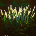 Outdoor Solar Reed Lights Waterproof — Swuffy