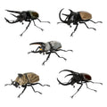 Bandai Gashapon Beetle Insect Model — Swuffy