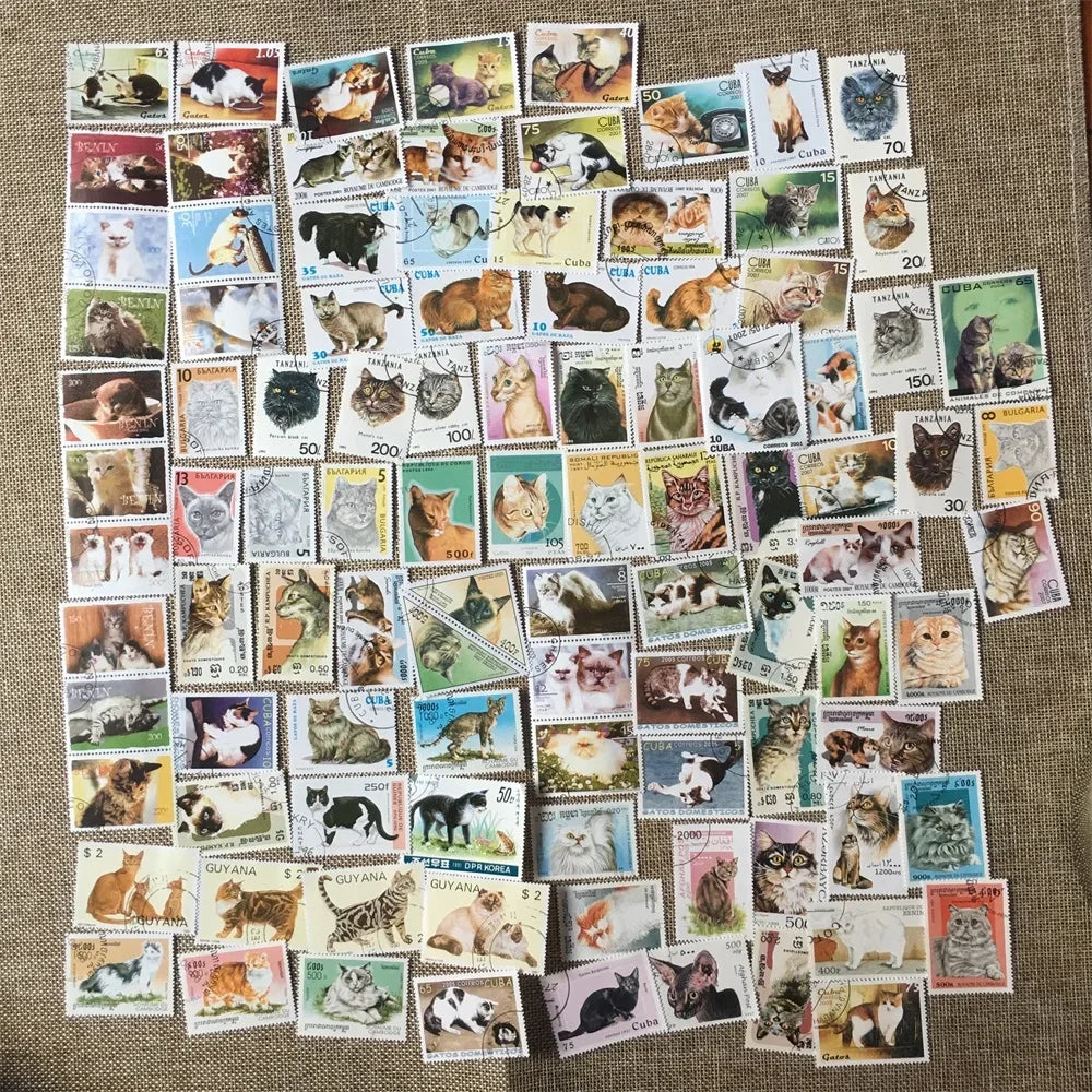 Cat Kitten All Different From — Swuffy
